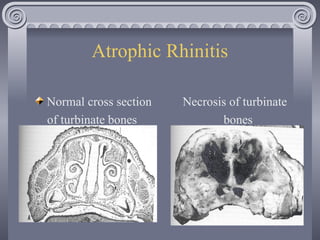 Swine Bacteria Diseases and Other Conditions 2025.ppt