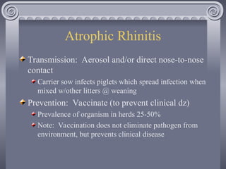 Swine Bacteria Diseases and Other Conditions 2025.ppt