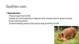 Qualities cont.
• Reproduction
Produce large litters (9.78)
Suitable for cross breeding and upgrade other breeds( superior genetic quality)
Good mothering ability
Excellent feeding capacity and produce large quantities of milk
 