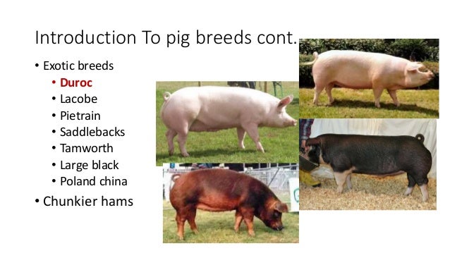 diffrent breeds of pigs