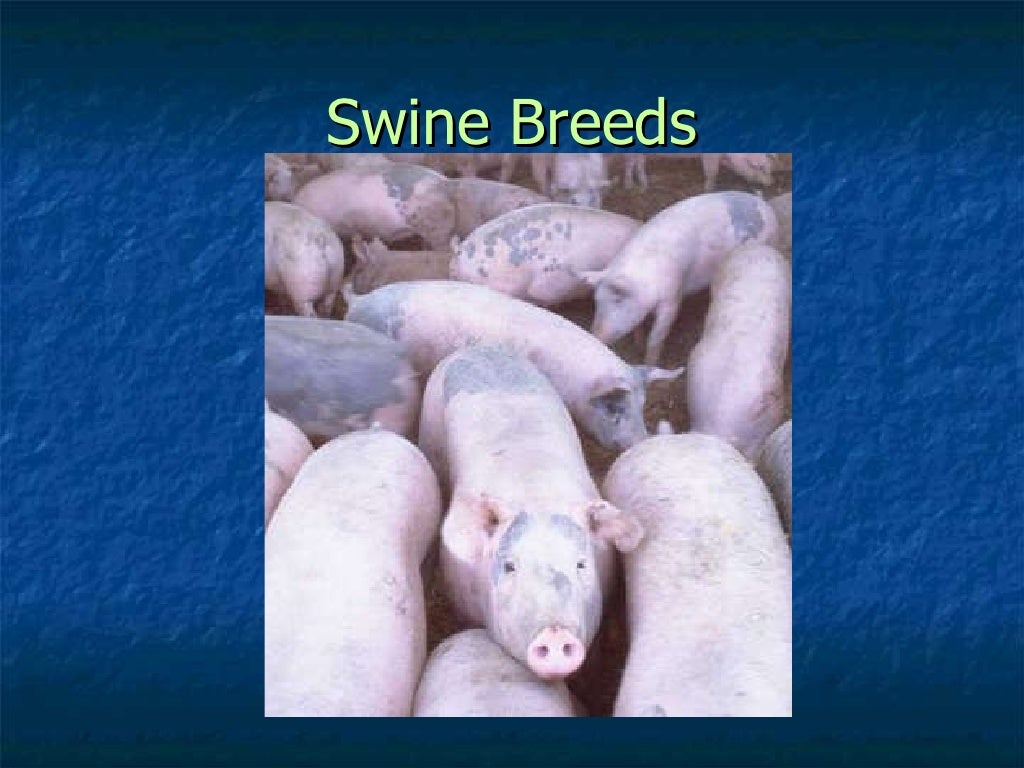 Swine breeds