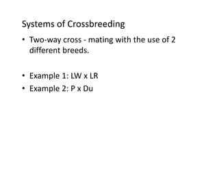 Crossbreeding Examples Swine Breeds.pdfzdgdgsadfsafsafsavfdngjtgsa | PDF