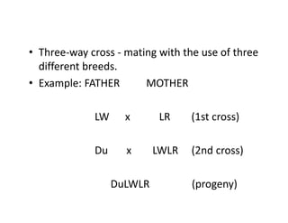 Swine Breeds RB CAGMAT REVIEW.pdf sdgdsgdsgdsg | PDF