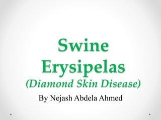 Swine 
Erysipelas 
(Diamond Skin Disease) 
By Nejash Abdela Ahmed 
 