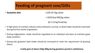 Feeding of pregnant sow/Gilts
• Gestation diet =12% CP /kg ration
= 3210 Kcal ME/kg ration
@ 2-3.0 kg/head/day.
• A high plane of nutrition reduces early embryonic survival, so feed intake should be restricted
during the first month of gestation.
• During midgestation, intake should be regulated on an individual sow basis to maintain good
body condition.
• During late gestation feed intake should be increased to meet the requirement of growing
foetus.
A daily gain of about 250g-300g during gestation period is satisfactory.
 