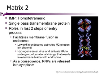 Swine flu | PPT