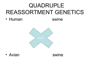 QUADRUPLE
REASSORTMENT GENETICS
• Human          swine



          H1N1




• Avian          swine
 