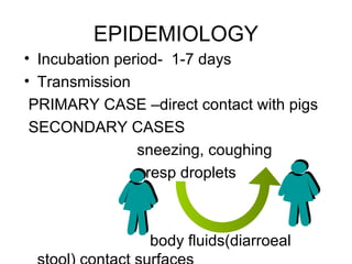 EPIDEMIOLOGY
• Incubation period- 1-7 days
• Transmission
 PRIMARY CASE –direct contact with pigs
 SECONDARY CASES
                sneezing, coughing
                  resp droplets



                body fluids(diarroeal
 