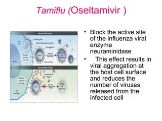 Tamiflu (Oseltamivir )

           • Block the active site
             of the influenza viral
             enzyme
             neuraminidase
           • This effect results in
             viral aggregation at
             the host cell surface
             and reduces the
             number of viruses
             released from the
             infected cell
 