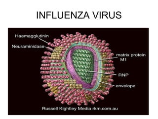 INFLUENZA VIRUS
 