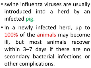 • swine influenza viruses are usually
introduced into a herd by an
infected pig.
• In a newly infected herd, up to
100% of the animals may become
ill, but most animals recover
within 3–7 days if there are no
secondary bacterial infections or
other complications.
 