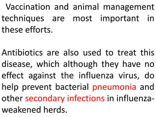 Vaccination and animal management
techniques are most important in
these efforts.
Antibiotics are also used to treat this
disease, which although they have no
effect against the influenza virus, do
help prevent bacterial pneumonia and
other secondary infections in influenza-
weakened herds.
 