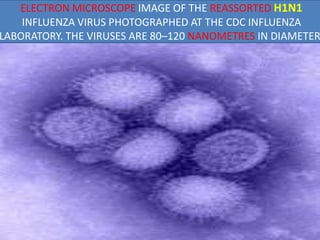 ELECTRON MICROSCOPE IMAGE OF THE REASSORTED H1N1
INFLUENZA VIRUS PHOTOGRAPHED AT THE CDC INFLUENZA
LABORATORY. THE VIRUSES ARE 80–120 NANOMETRES IN DIAMETER
 