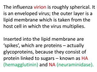 The influenza virion is roughly spherical. It
is an enveloped virus; the outer layer is a
lipid membrane which is taken from the
host cell in which the virus multiplies.
Inserted into the lipid membrane are
‘spikes’, which are proteins – actually
glycoproteins, because they consist of
protein linked to sugars – known as HA
(hemagglutinin) and NA (neuraminidase).
 