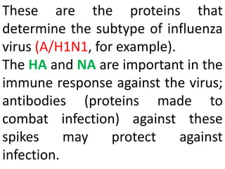 These are the proteins that
determine the subtype of influenza
virus (A/H1N1, for example).
The HA and NA are important in the
immune response against the virus;
antibodies (proteins made to
combat infection) against these
spikes may protect against
infection.
 