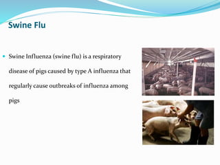 Swine Flu
 Swine Influenza (swine flu) is a respiratory
disease of pigs caused by type A influenza that
regularly cause outbreaks of influenza among
pigs
 