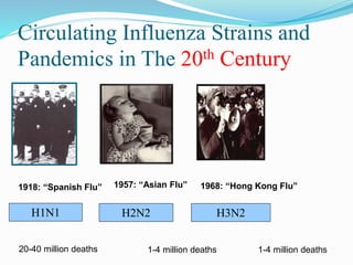 Circulating Influenza Strains and
Pandemics in The 20th Century
1918: “Spanish Flu” 1957: “Asian Flu” 1968: “Hong Kong Flu”
H1N1 H2N2 H3N2
20-40 million deaths 1-4 million deaths 1-4 million deaths
 