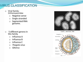 Credit: L. Stammard, 1995
o Viral family:
Orthomyxoviridae
o Negative sense
o Single stranded
o Segmented RNA
genome.
o 5 different genera in
this family.
o Influenza A
o Influenza B
o Influenza C
o Thogoto virus
o ISAvirus
VIRUS CLASSIFICATION
 