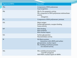 Segmented RNA Function
PB2 Component of RNA polymerase
Cap recognition.
PB1 PB1-F2: Pro apoptotic activity
PB1: component of RNA polymerase endonuclease
activity
elongation.
PA Component of RNA polymerase: protease
HA Major antigen
Surface glycoprotein, receptor binding
Fusion activity
NP RNA binding
RNA synthesis
RNA nuclear import
NA Surface glycoprotien
Neuraminidase activity
M M1:Matrix protien
Interaction with vRNPs and surface
glycoprotiens, nuclear export
M2: budding membrane protein
ion channel activity.
NS1 NS1: multifunctional protein
viral INF antagonist
NEP/NSP2: nuclear export of vRNPs
 