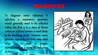 DIAGNOSIS
To diagnose swine influenza A
infection, a respiratory specimen
would generally need to be collected
within the first 4 to 5 days of illness
(when an infected person is most likely
to be shedding virus). However, some
persons, especially children, may shed
virus for 10 days or longer.
Identification as a swine flu influenza
A virus
 