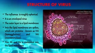 STRUCTURE OF VIRUS
• The influenza is roughly spherical.
• It is an enveloped virus
• The outer layer is a lipid membrane
• Into the lipid membrane are spikes,
which are proteins - known as HA
(hemagglutinin) and NA
(neuraminidase).
• Also M1 and M2 is embedded into
the lipid membrane
 