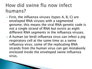  First, the influenza viruses (types A, B, C) are
enveloped RNA viruses with a segmented
genome; this means the viral RNA genetic code is
not a single strand of RNA but exists as eight
different RNA segments in the influenza viruses.
 A human (or bird) influenza virus can infect a pig
respiratory cell at the same time as a swine
influenza virus; some of the replicating RNA
strands from the human virus can get mistakenly
enclosed inside the enveloped swine influenza
virus.
 