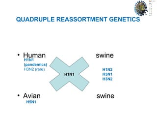 QUADRUPLE REASSORTMENT GENETICS
• Human swine
• Avian swine
H1N1
H1N2
H3N1
H3N2
H1N1
(pandemics)
H3N2 (rare)
H5N1
 