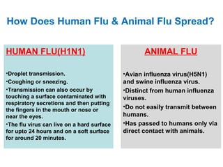 How Does Human Flu & Animal Flu Spread?
HUMAN FLU(H1N1)
•Droplet transmission.
•Coughing or sneezing.
•Transmission can also occur by
touching a surface contaminated with
respiratory secretions and then putting
the fingers in the mouth or nose or
near the eyes.
•The flu virus can live on a hard surface
for upto 24 hours and on a soft surface
for around 20 minutes.
ANIMAL FLU
•Avian influenza virus(H5N1)
and swine influenza virus.
•Distinct from human influenza
viruses.
•Do not easily transmit between
humans.
•Has passed to humans only via
direct contact with animals.
 