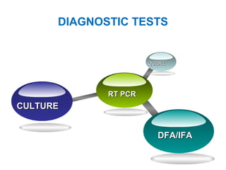 DIAGNOSTIC TESTS
RT PCRRT PCR
QUIDELQUIDEL
CULTURECULTURE
DFA/IFADFA/IFA
 