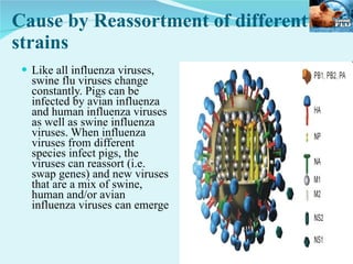 Cause by Reassortment of different strains Like all influenza viruses, swine flu viruses change constantly. Pigs can be infected by avian influenza and human influenza viruses as well as swine influenza viruses. When influenza viruses from different species infect pigs, the viruses can reassort (i.e. swap genes) and new viruses that are a mix of swine, human and/or avian influenza viruses can emerge  