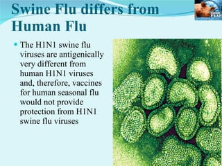 Swine Flu differs from Human Flu The H1N1 swine flu viruses are antigenically very different from human H1N1 viruses and, therefore, vaccines for human seasonal flu would not provide protection from H1N1 swine flu viruses  