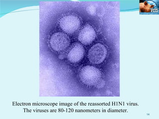 Electron microscope image of the reassorted H1N1 virus. The viruses are 80-120 nanometers in diameter. 