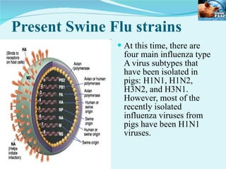 Present Swine Flu strains At this time, there are four main influenza type A virus subtypes that have been isolated in pigs: H1N1, H1N2, H3N2, and H3N1. However, most of the recently isolated influenza viruses from pigs have been H1N1 viruses.  