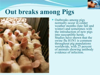 Out breaks among Pigs Outbreaks among pigs normally occur in colder weather months (late fall and winter) and sometimes with the introduction of new pigs into susceptible herds. Studies have shown that the swine flu H1N1 is common throughout pig populations worldwide, with 25 percent of animals showing antibody evidence of infection.  