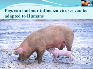 Pigs can harbour influenza viruses can be adapted to Humans   www.medicalppt.blogspot.com  FOR MORE LECTURES 