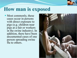 How man is exposed Most commonly, these cases occur in persons with direct exposure to pigs (e.g. children near pigs at a fair or workers in the swine industry). In addition, there have been documented cases of one person spreading swine flu to others.  
