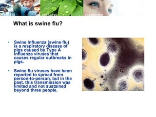 What is swine flu? Swine Influenza (swine flu) is a respiratory disease of pigs caused by Type A influenza viruses that causes regular outbreaks in pigs.  Swine flu viruses have been reported to spread from person-to-person, but in the past, this transmission was limited and not sustained beyond three people.   