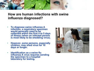 How are human infections with swine influenza diagnosed? To diagnose swine influenza A infection, a respiratory specimen would generally need to be collected within the first 4 to 5 days of illness (when an infected person is most likely to be shedding virus).  However, some persons, especially children, may shed virus for 10 days or longer.  Identification as a swine flu influenza A virus requires sending the specimen to a hospital laboratory for testing.   