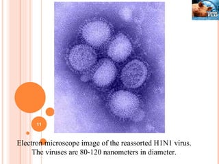 Electron microscope image of the reassorted H1N1 virus. The viruses are 80-120 nanometers in diameter. 