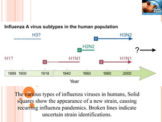 The various types of influenza viruses in humans, Solid squares show the appearance of a new strain, causing recurring influenza pandemics. Broken lines indicate uncertain strain identifications. 