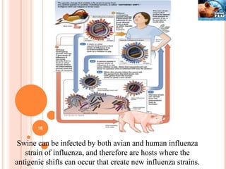 Swine can be infected by both avian and human influenza strain of influenza, and therefore are hosts where the antigenic shifts can occur that create new influenza strains. 