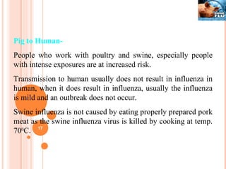 Pig to Human- People who work with poultry and swine, especially people with intense exposures are at increased risk. Transmission to human usually does not result in influenza in human, when it does result in influenza, usually the influenza is mild and an outbreak does not occur.  Swine influenza is not caused by eating properly prepared pork meat as the swine influenza virus is killed by cooking at temp. 70 0 C. 