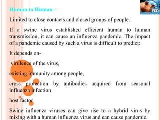 Human to Human – Limited to close contacts and closed groups of people. If a swine virus established efficient human to human transmission, it can cause an influenza pandemic. The impact of a pandemic caused by such a virus is difficult to predict:  It depends on- virulence of the virus,  existing immunity among people,  cross protection by antibodies acquired from seasonal influenza infection host factor  Swine influenza viruses can give rise to a hybrid virus by mixing with a human influenza virus and can cause pandemic. 