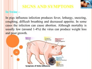 SIGNS AND SYMPTOMS In Swine –   In pigs influenza infection produces fever, lethargy, sneezing, coughing, difficult breathing and decreased appetite. In some cases the infection can cause abortion. Although mortality is usually low (around 1-4%) the virus can produce weight loss and poor growth. 