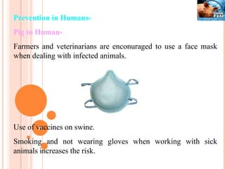 Prevention in Humans- Pig to Human- Farmers and veterinarians are enconuraged to use a face mask when dealing with infected animals. Use of vaccines on swine. Smoking and not wearing gloves when working with sick animals increases the risk. 