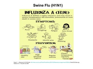 Swine Flu (H1N1) ,[object Object],[object Object]