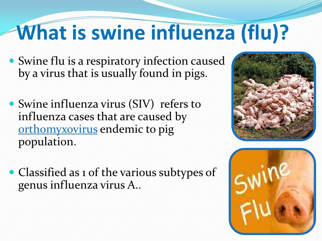 Swine Flu Presentation by Nikita Jain. R