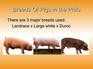 Breeds Of Pigs in the Phils There are 3 major breeds used: Landrace x Large white x Duroc  