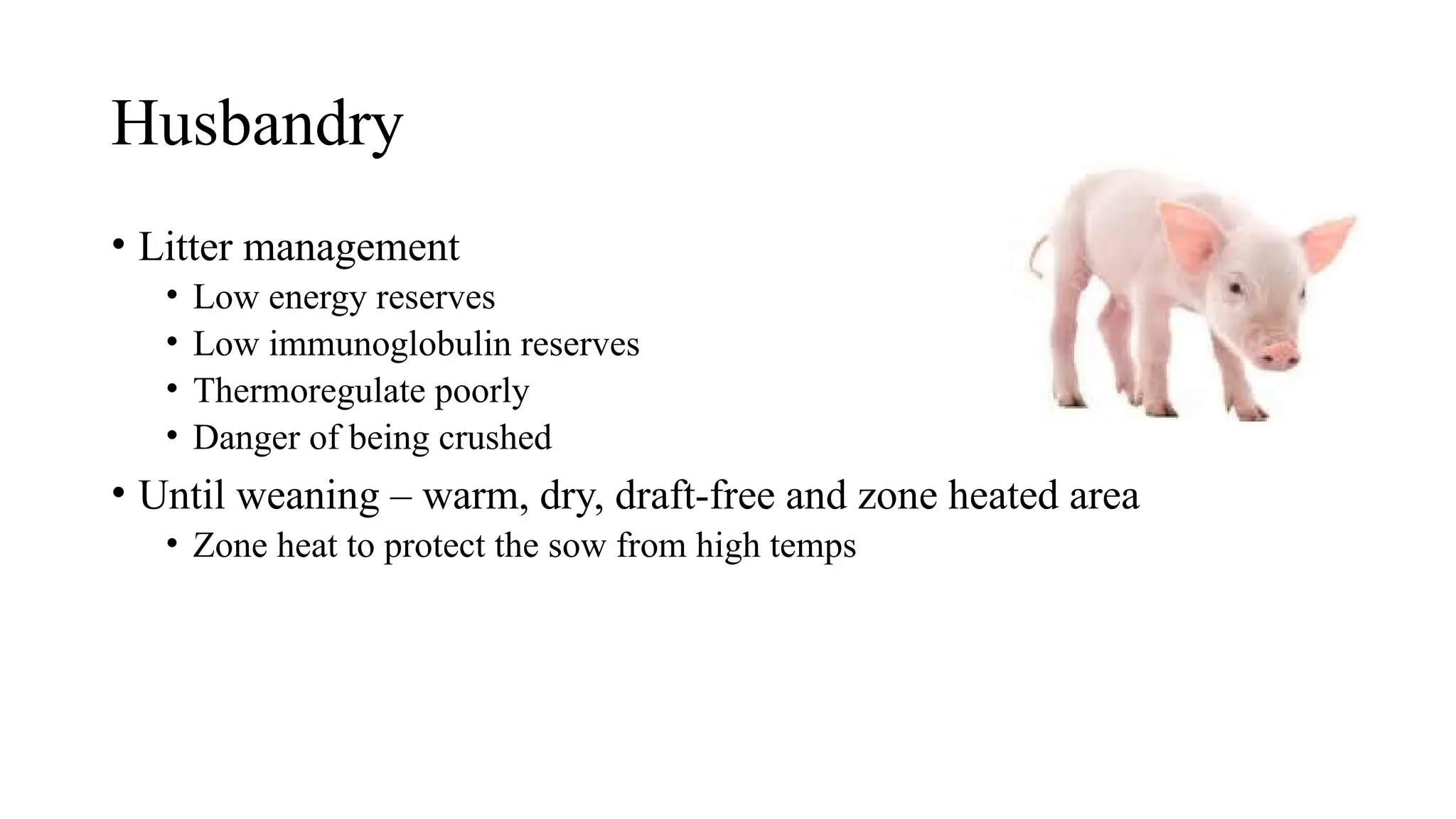 Husbandry
• Litter management
• Low energy reserves
• Low immunoglobulin reserves
• Thermoregulate poorly
• Danger of being crushed
• Until weaning – warm, dry, draft-free and zone heated area
• Zone heat to protect the sow from high temps
 
