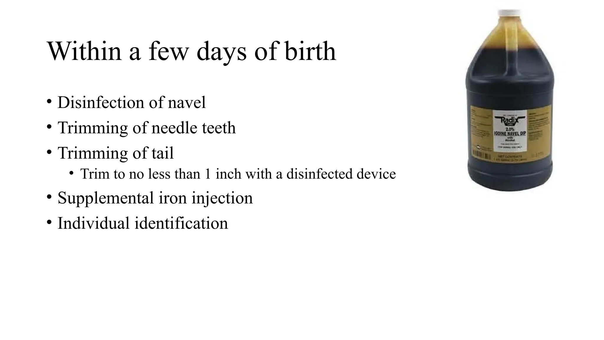 Within a few days of birth
• Disinfection of navel
• Trimming of needle teeth
• Trimming of tail
• Trim to no less than 1 inch with a disinfected device
• Supplemental iron injection
• Individual identification
 